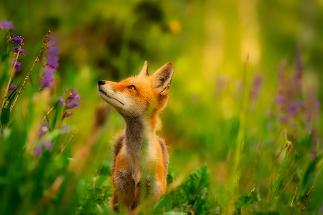 fox